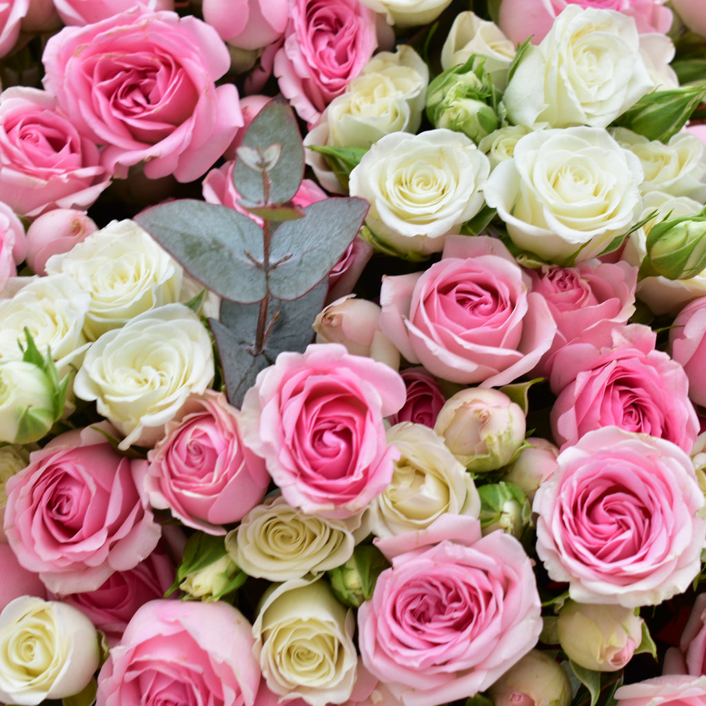 Ever Rose