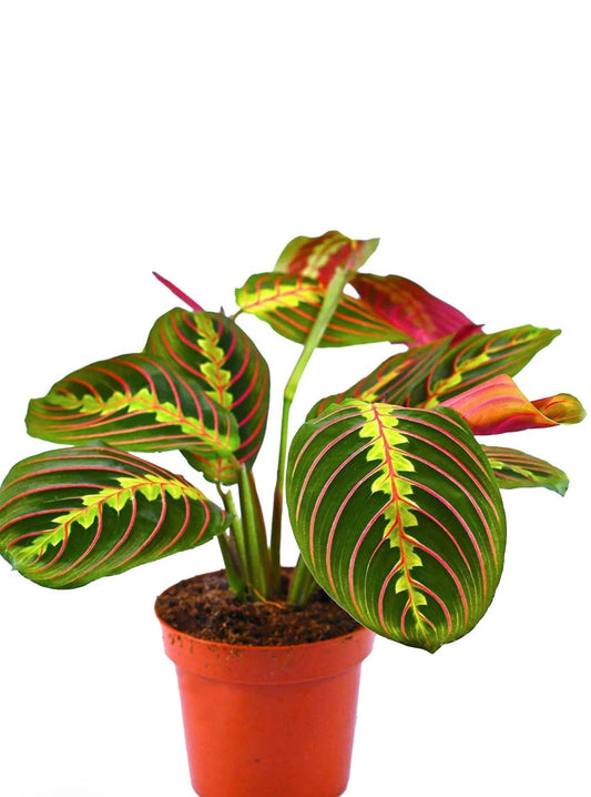 Prayer plant