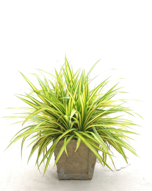 Spider plant