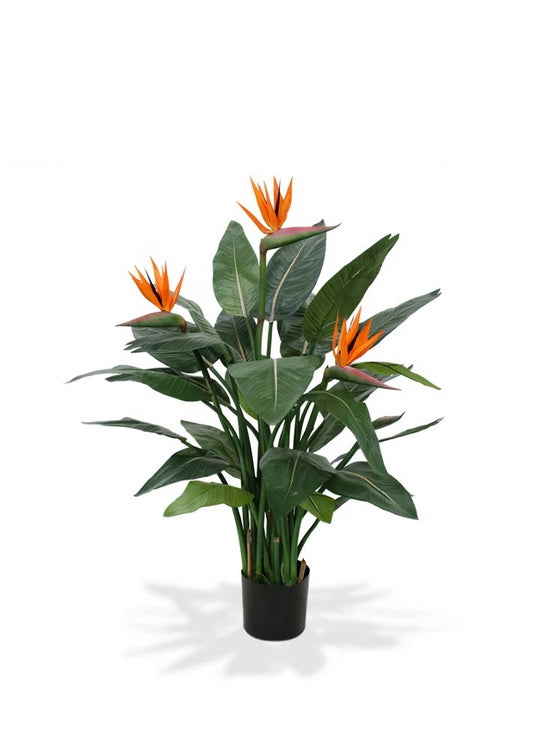 Bird of paradise